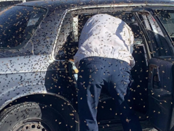 Tình huống khó khăn khi lái xe: 15.000 con ong làm tổ trong ô tô