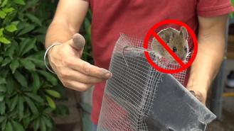 Tự chế lưới ngăn chuột vào xe ô tô cực đơn giản