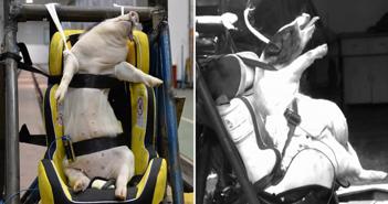 Trung Quốc gây sốc vì dùng lợn làm thí nghiệm tai nạn ô tô