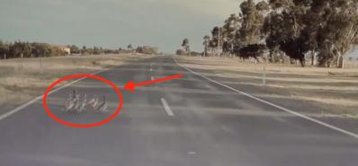 Tesla Autopilot nhận ra đàn vịt qua đường và tránh vụ “tai nạn thảm khốc”