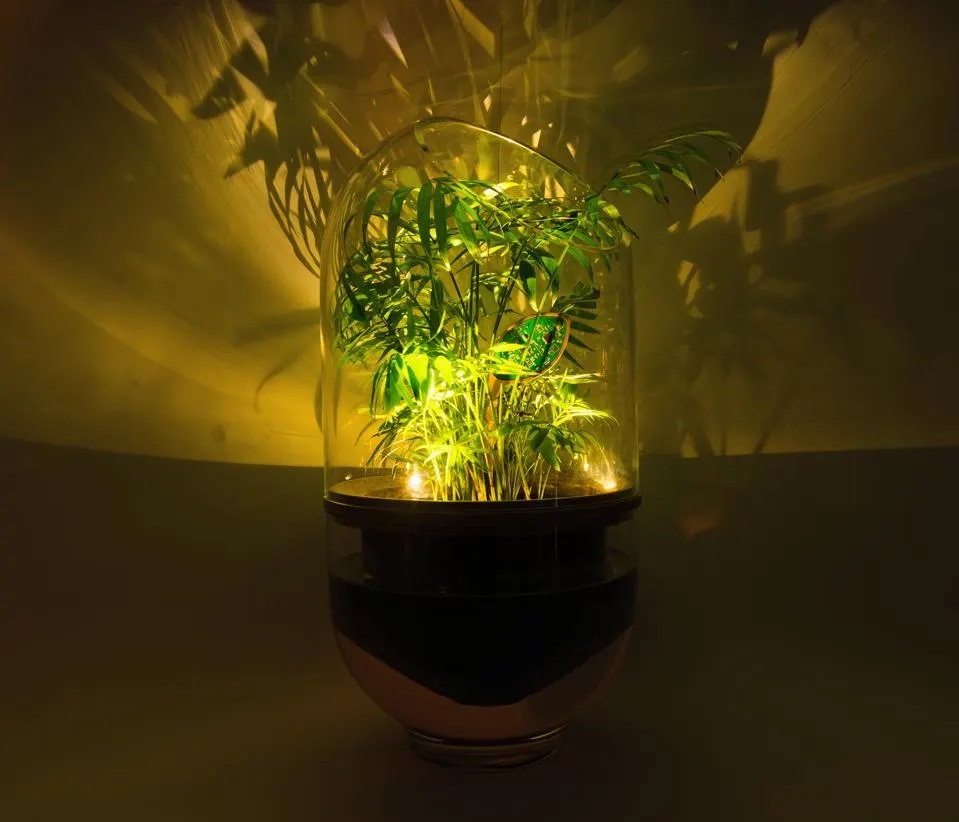 Hệ thống chạy bằng năng lượng thực vật đầu tiên của Nova Innova là đèn chiếu sáng trong nhà.