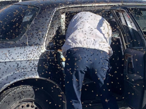 Tình huống khó khăn khi lái xe: 15.000 con ong làm tổ trong ô tô