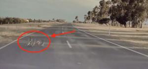Tesla Autopilot nhận ra đàn vịt qua đường và tránh vụ “tai nạn thảm khốc”