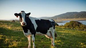 Phân bò ngày càng … quý, nhiều hãng dùng làm nhiên liệu xe điện