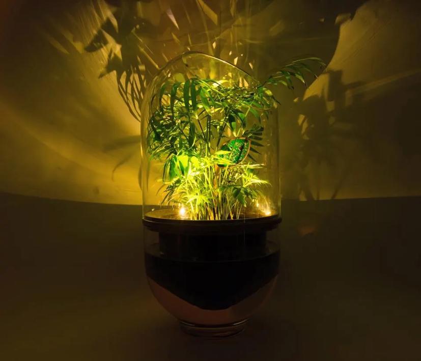 Hệ thống chạy bằng năng lượng thực vật đầu tiên của Nova Innova là đèn chiếu sáng trong nhà.