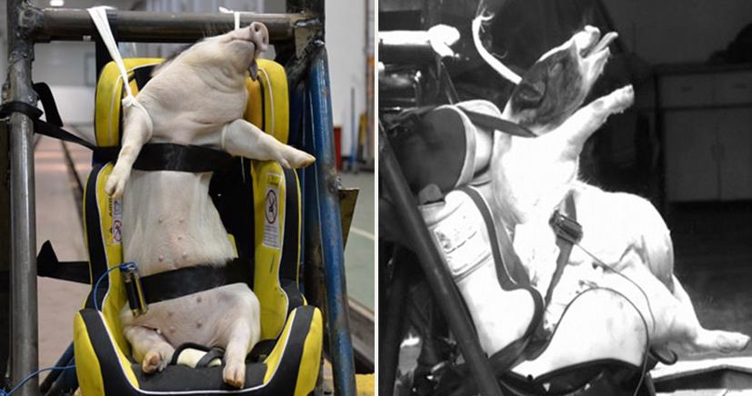 Những con lợn 70 đến 80 ngày tuổi bị bỏ đói trong 24 giờ, sau đó chịu đựng các mô phỏng ô tô chạy ở độ cao và bị tai nạn.