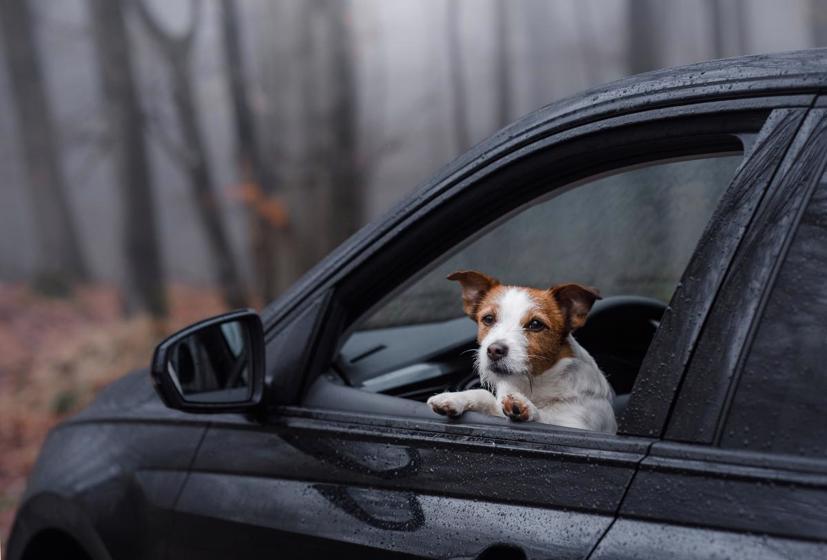 Ôm thú cưng trong lòng, hoặc để thú cưng bất cứ đâu trong xe không có đai an toàn, cũng có thể khép các tài xế vi phạm Luật đường cao tốc.