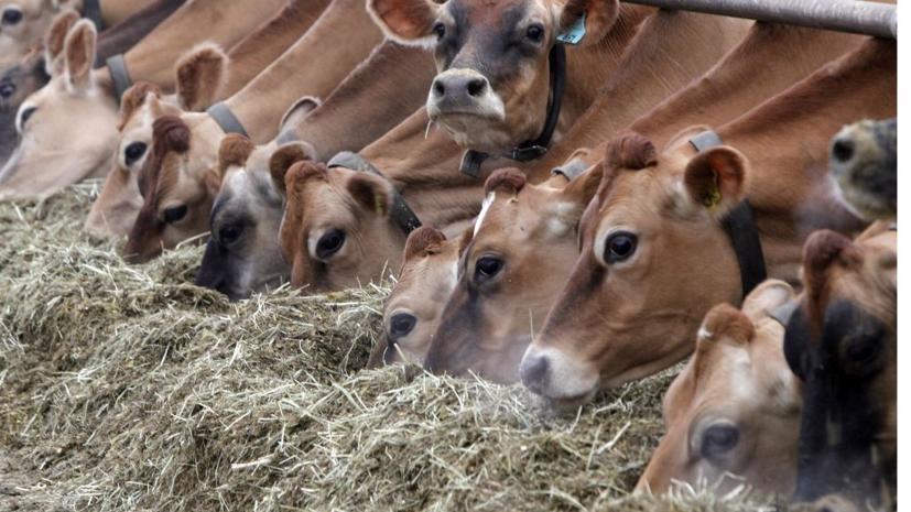 BMW cho biết sẽ sử dụng phân bò để sạc nhiên liệu cho xe điện.